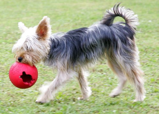 Layla and the Red Ball
Palabras Clave: Layla Yorkshire Terrier red ball catch fetch Lucies Farm dog hotel dog kennel
