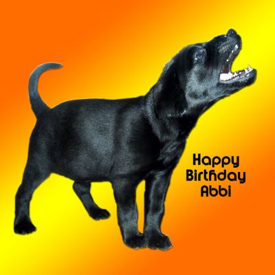 Abbi
We didn't have a chance to take a picture of the cake itself --- the Parcelforce man came too quickly --- but I thought the photograph and design were really bold and attractive.
Ключові слова: Abbi dog cake dog design howling dog