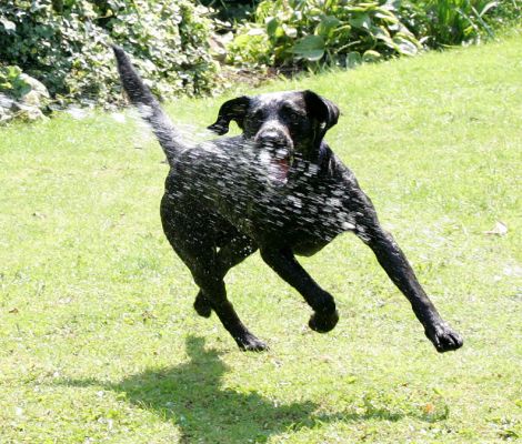 Harvey Buddy
Schlüsselwörter: Harvey Buddy black Labradors Lucies Farm dog hotel dog kennel