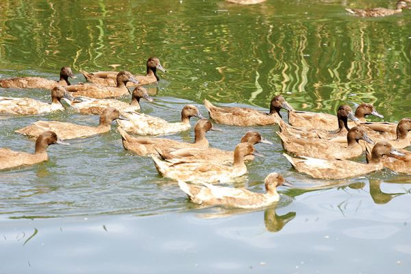 Khaki Campbell Ducks on the Whitecroft "Lake"
Ключові слова: Khaki Campbell ducks Whitecroft lake pond swimming ducks