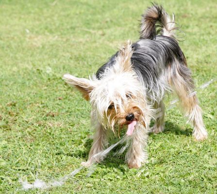 Layla Playing With the Garden Hose
Anahtar kelimeler: Layla garden hose dog hotel Yorkshire terrier Lucies Farm dog boarding