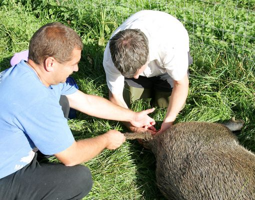 Richard Chamings (right) and Big and The Wild Boar
Our newly-arrived wild boar has a prolapse, possibly from all the rich, new grass at his new home.  Here Big (left) and our vet, Richard Chamings operate on the boar's rear.  Tranquilising a wild boar proved to be quite a challenge:  he just didn't want to lie down.
Klíčová slova: wild boar prolapse Richard Chamings Big operation Zbig