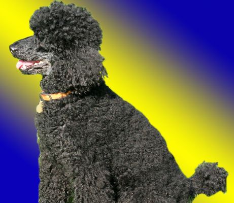 Treacle
Keywords: Treacle French poodle dog hotel dog boarding dog kennel