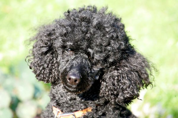 Treacle
Anahtar kelimeler: Treacle French poodle dog hotel dog kennel dog boarding Lucies Farm
