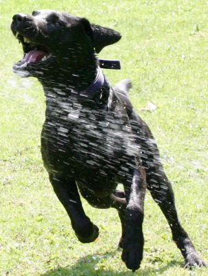 Harvey Buddy
Palabras Clave: Harvey Buddy Black Labrador dog hotel dog boarding dog kennel Lucies Farm