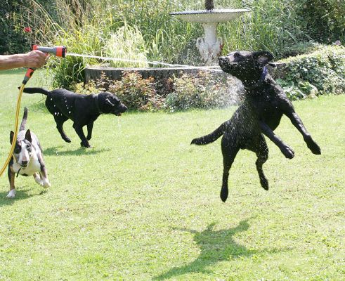 Tapa, Harvey, and Buddy -- Dog Ballet
Ключевые слова: Tapa Harvey Buddy Black Labrador dog hotel dog boarding dog kennel Lucies Farm