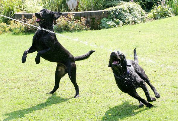 Harvey and Buddy
Anahtar kelimeler: Harvey Buddy Black Labrador dog hotel dog boarding dog kennel Lucies Farm