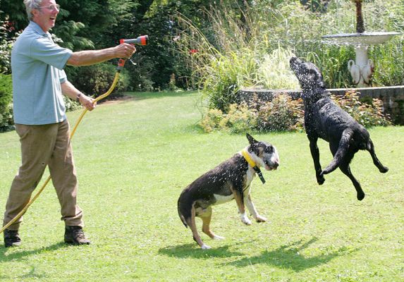 Harvey and Buddy
Ключові слова: Tapa Vic Harvey Buddy Black Labrador dog hotel dog boarding dog kennel Lucies Farm