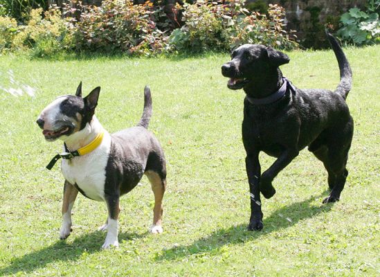 Tapa and Harvey Buddy
Ključne besede: Tapa bull terrier Harvey Buddy Black Labrador dog hotel dog boarding dog kennel Lucies Farm