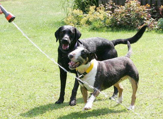 Tapa and Harvey Buddy
Anahtar kelimeler: Tapa bull terrier Harvey Buddy Black Labrador dog hotel dog boarding dog kennel Lucies Farm