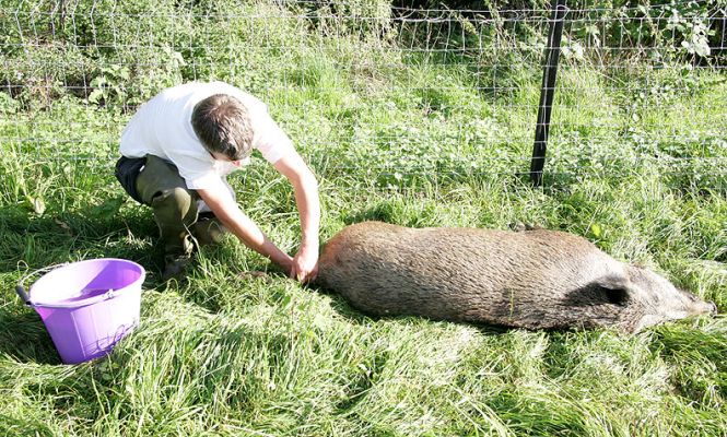 Richard Chamings Performing Surgery on the Wild Boar
Keywords: Richard Chamings wild boar surgery veterinarian