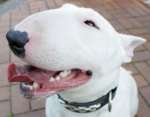 Bella the Bull Terrier
Anahtar kelimeler: Bella English Bull Terrier Lucies Farm luxury dog resort big nose