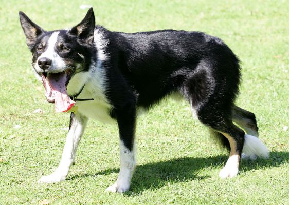 Harvey
Harvey waiting for the ball to be thrown.
Keywords: Harvey border collie play catch play ball Lucies Farm dog hotel dog resort dog kennel