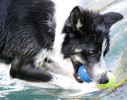 Harvey
Trying to figure out how to get two balls --- blue and yellow --- in his mouth at the same time.  Multi-tasking, dog style.
Keywords: Harvey border collie yellow ball blue ball multitask dog Lucies Farm dog boarding