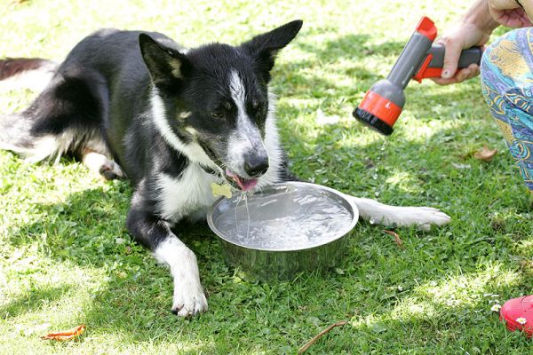 Harvey Having A Cool Drink
A hot summer's day, so what's nicer than a cool drink in the shade.  As we're in Malvern, I suppose this counts as Malvern water?
Palabras Clave: Harvey border collie summer drink water Malvern water Lucies Farm dog hotel