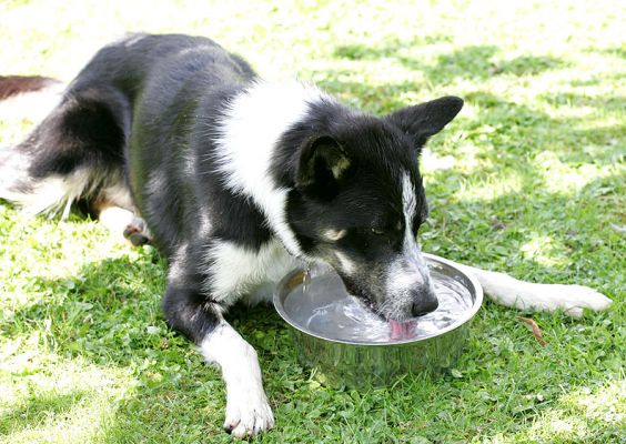 Harvey Having A Drink
Comfortably positioned in the shade, with the water bowl conveniently located.
Ključne besede: Harvey water bowl drinking dog border collie Lucies Farm dog hotel dog boarding