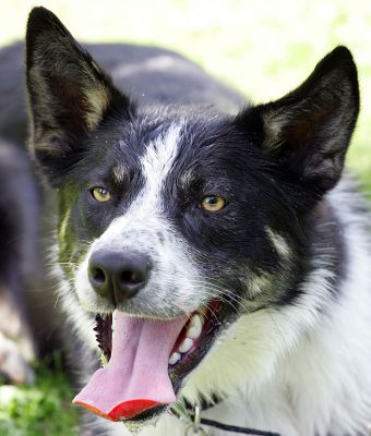 Harvey
Keywords: Harvey border collie long tongue dog hotel dog boarding dog kennel Lucies Farm