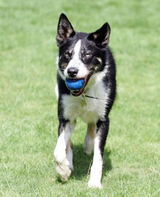 Harvey Playing Ball
Ключові слова: Harvey border collie playing ball blue ball dog hotel dog resort fetch Lucies Farm