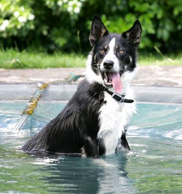 Harvey Cooling Down
He decided to add the (dog-proof) pool cover to his game playing.  The balls were all dropped into the shallow water, and it was a game to find them and get them out.
Schlüsselwörter: Harvey pool water ball playing border collie Lucies Farm dog swimming dog hotel