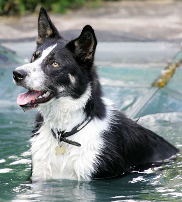 Harvey Cooling Off
Anahtar kelimeler: Harvey border collie cooling off swimming dog pool Lucies Farm dog boarding