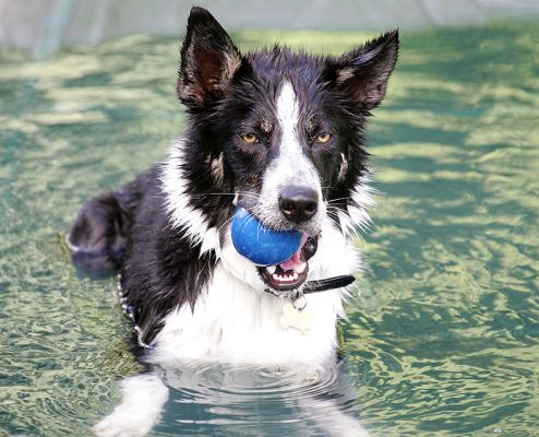 Harvey With The Blue Ball
Cooling down in the pool on a hot summer afternoon.
Keywords: Harvey border collie cooling in pool summer afternoon dog Lucies Farm dog boarding
