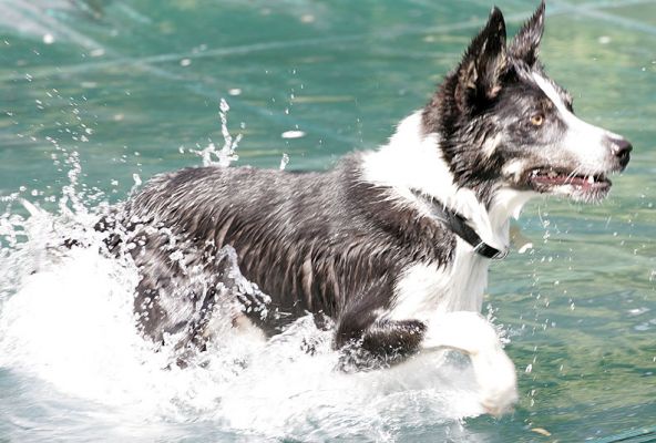 Harvey
Although the water is cool, the game of fetch beckons.
Keywords: Harvey fetch border collie playing ball pool summer Lucies Farm dog hotel dog boarding