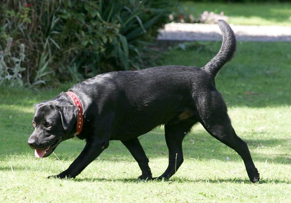 Max on Patrol
Ключови думи: Max black Labrador dog Lucies Farm dog hotel dog boarding dog kennel