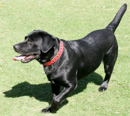 Max
Max wasn't overly fond of ball playing, but likes swimming in the stream.
Keywords: Max black Labrador dog hotel dog boarding Lucies Farm dog kennel