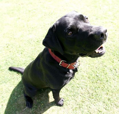 Max
الكلمات الإستدلالية(لتسهيل البحث): Max black Labardor dog hotel dog boarding