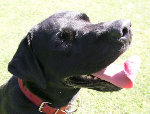 Max And His Curly Tongue
Palabras Clave: Max black Labrador curly tongue Lucies Farm dog hotel dog boarding dog kennel