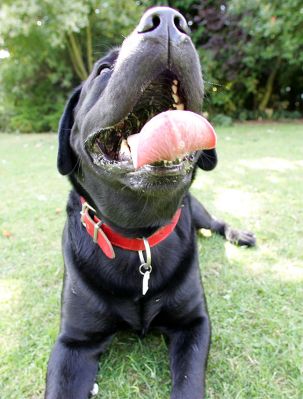 Max
Klíčová slova: Max black Labrador curly tongue Lucies Farm dog hotel dog boarding dog kennel
