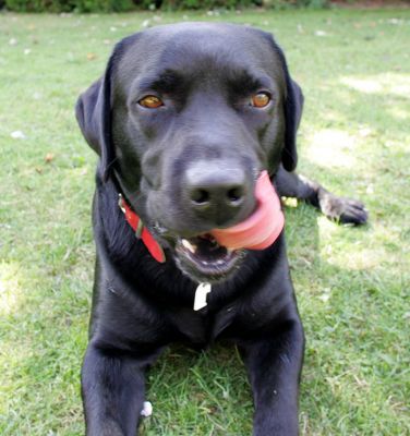 Max Licking His Chops
Słowa kluczowe: Max black Labrador curly tongue Lucies Farm dog hotel dog boarding dog kennel