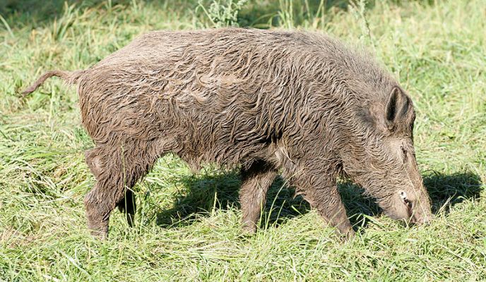 "New" Wild Boar
We picked him up on August 27 2005.  The existing wild sow doesn't really like him, but so far he's kept his distance and there haven't been any real fights.
Keywords: wild boar wild sow