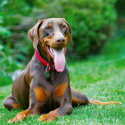 Gotta have a rest
Keywords: Doberman Pinscher Dog Dogs Jess Toby Tongue
