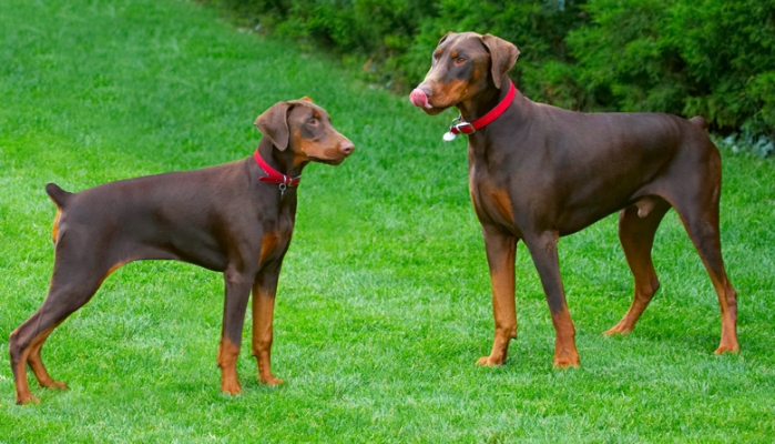 Wot we gonna do now?
Ключові слова: Doberman Pinscher Dog Dogs Jess Toby Tongue