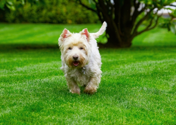 I'm on a mission
Schlüsselwörter: Dog Dogs Molly Scruffy Terriers West Highland Terrier