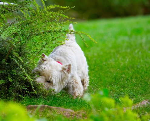 Hmmm, this smells interesting
Keywords: Dog Dogs Molly Scruffy Terriers West Highland Terrier