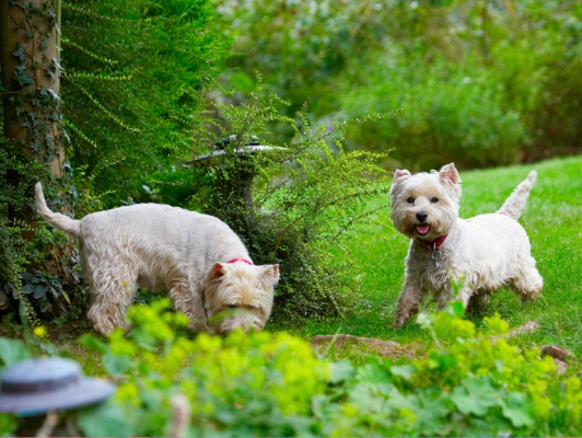 Wot's he got there?
Keywords: Dog Dogs Molly Scruffy Terriers West Highland Terrier