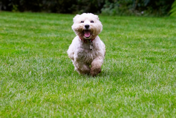 This is just sooooooooo exciting
Słowa kluczowe: Dog Dogs Molly Scruffy Terriers Tongue West Highland Terrier