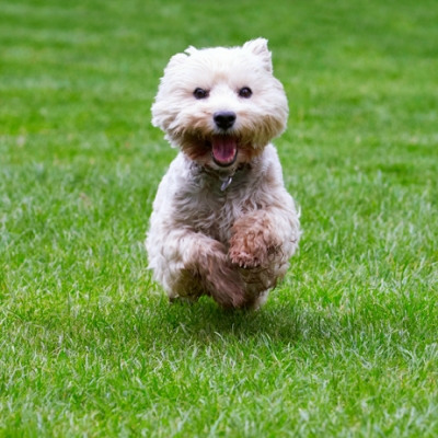 I can't contain myself
Ключові слова: Dog Dogs Molly Scruffy Terriers West Highland Terrier