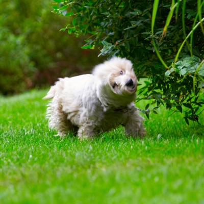 Shake, rattle and ......... roll
Mots-clés: Dog Dogs Molly Scruffy Terriers West Highland Terrier