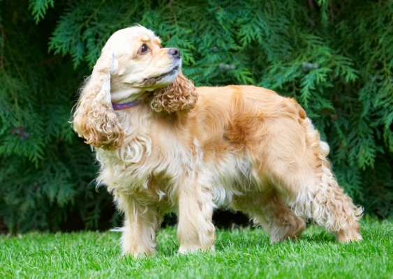 Wot's going on over there?
Λέξεις-κλειδιά: Alicia American Cocker Spaniel Dog Dogs Spaniel