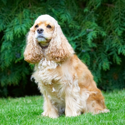 I feel pretty..........
Palabras Clave: Alicia American Cocker Spaniel Dog Dogs Spaniel