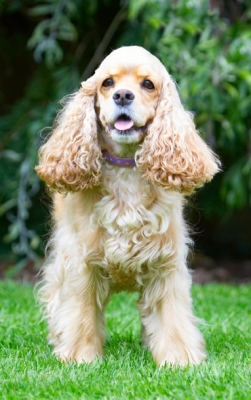 Wot we gonna do now?
Klíčová slova: Alicia American Cocker Spaniel Dog Dogs Spaniel