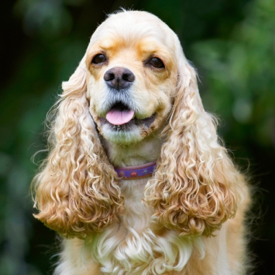 Is this a good pose?
Keywords: Alicia American Cocker Spaniel Dog Dogs Spaniel Tongue