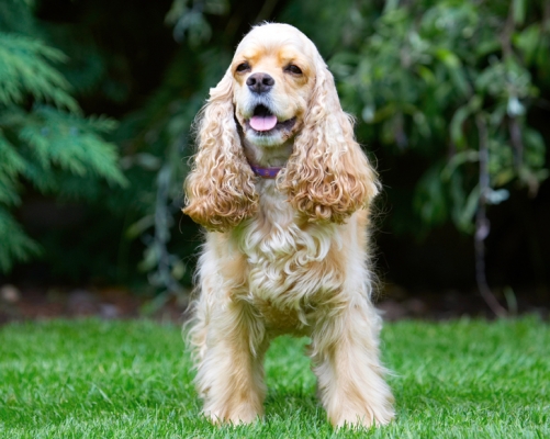 C'mon, let's have some action
Schlüsselwörter: Alicia American Cocker Spaniel Dog Dogs Spaniel Tongue