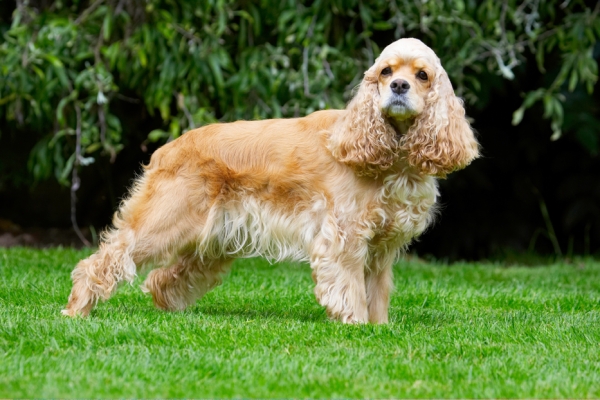 You want me to do..... what!!
Trefwoorden: Alicia American Cocker Spaniel Dog Dogs Spaniel