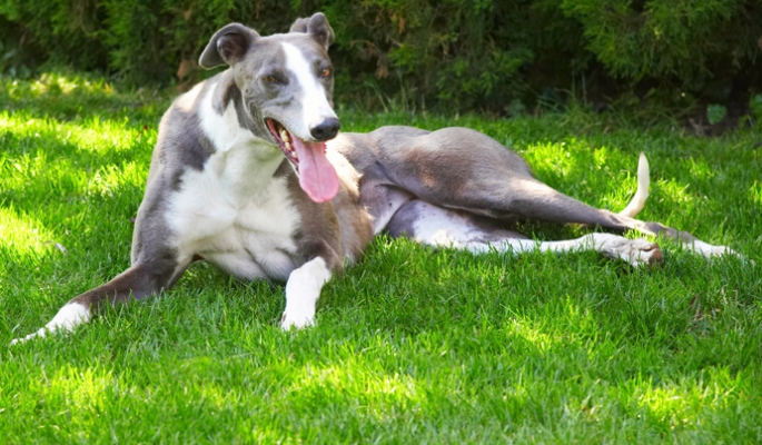 Boy, all this running around has worn me out
Palabras clave: Dog Dogs Greyhound Molly Tongue