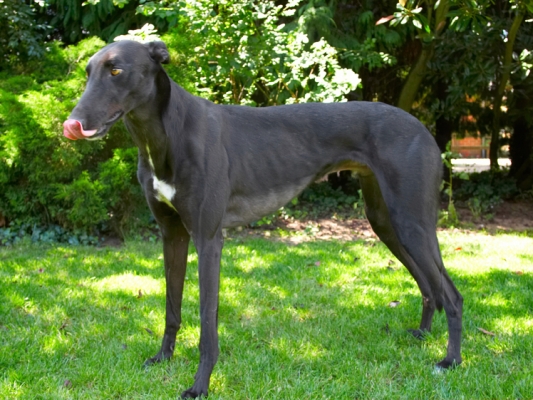 Jus' having a little wash
Keywords: Buddy Dog Dogs Greyhound Tongue