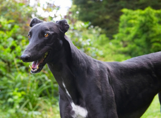 That made me smile
Ключевые слова: Buddy Dog Dogs Greyhound Tongue